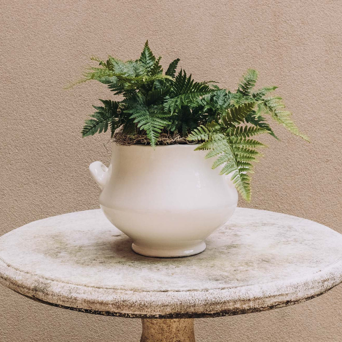 Mixed fern and foliage plant arrangement in cream ceramic pot on white marble pedestal table