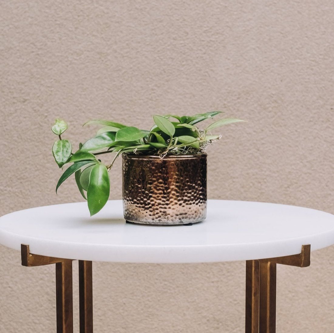 Bronzed cylinder pot with textured glaze holding green trailing plant on white round table